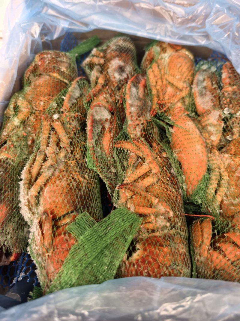加拿大龙虾捕捞现场