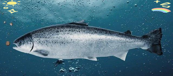 日本收购挪威三文鱼