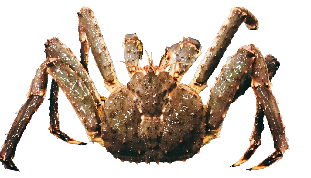 帝王蟹市场持续升温，高端海产消费需求稳步释放